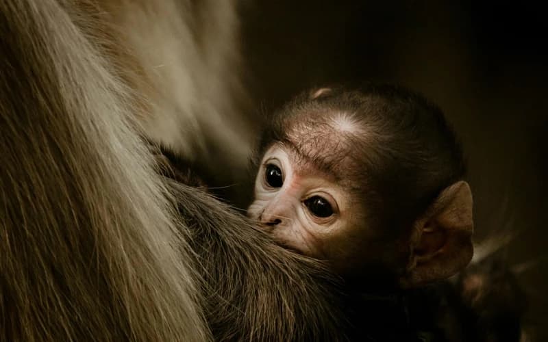 The Full Moon in Cancer: A Cosmic Invitation to Nurture and Heal