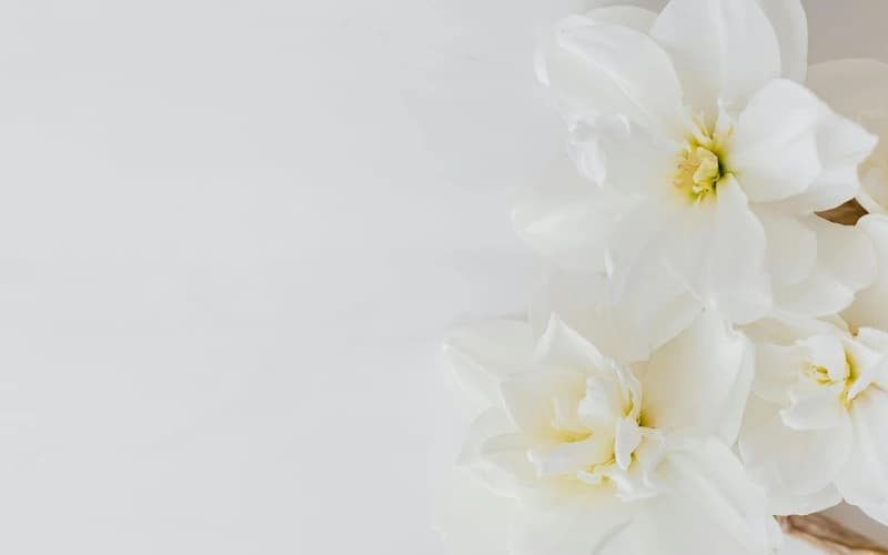 The Energy of the Full Moon Lunar Eclipse in Virgo: Purposeful Purification