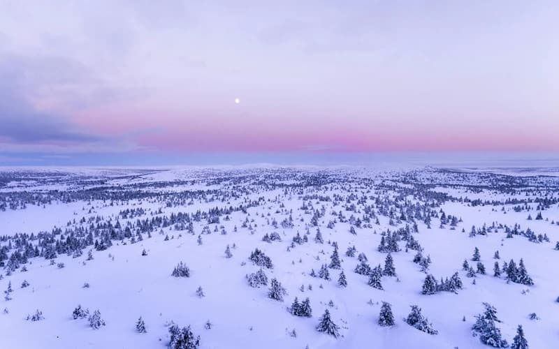 Celestial Insights: Your February 2025 Monthly Horoscope