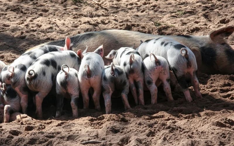 The Expansive and Nurturing Energy of Jupiter in Cancer